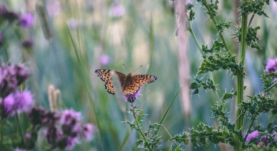 Papillon/Butterfly - Pourvoirie Lac Geneviève d’Anticosti